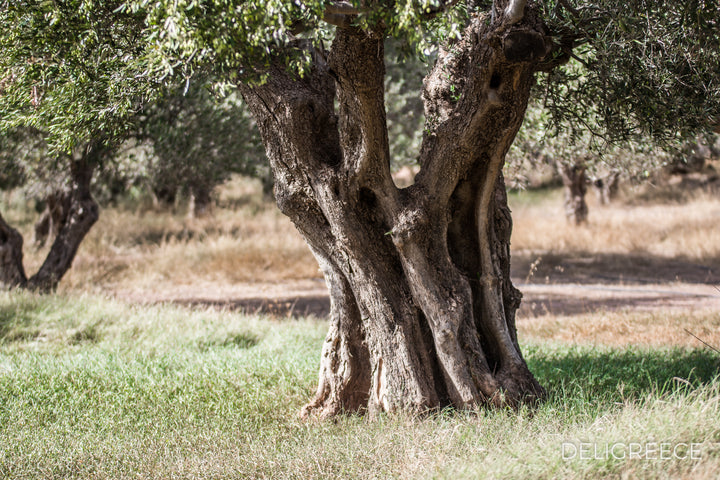 4 Fakten: Was du über den Olivenbaum wissen solltest