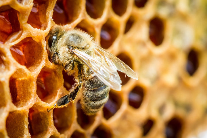 Schritt für Schritt: Wie entsteht Honig?